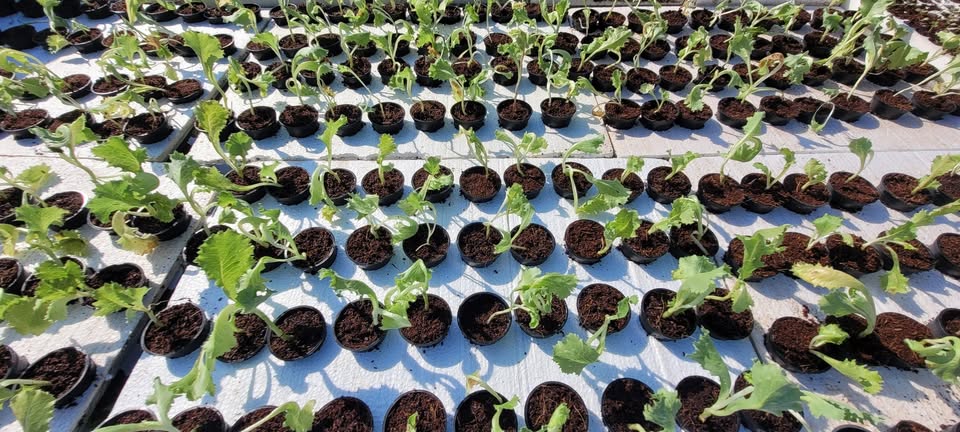 TM Farming Greenhouse and Water Tanks Systems
